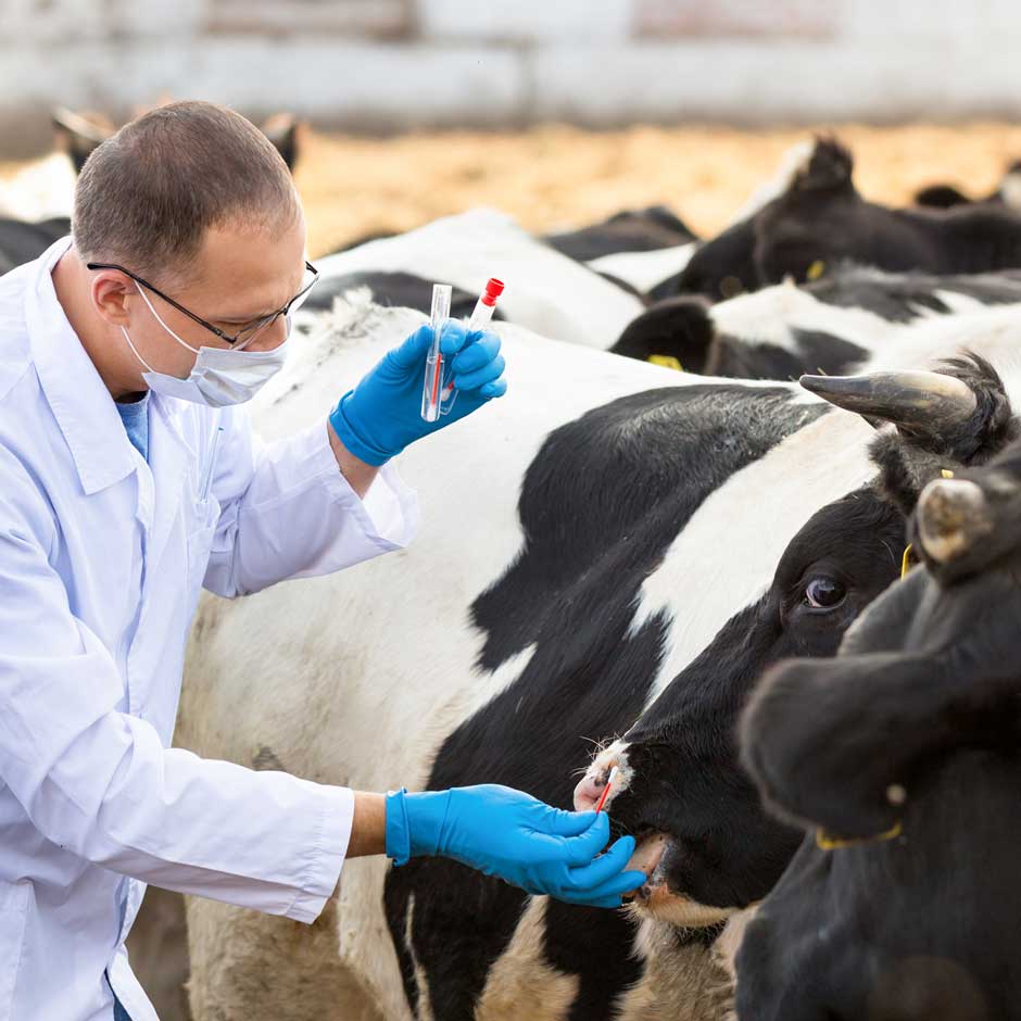 Animal Testing Cattle Sample = bioshield vet field kit