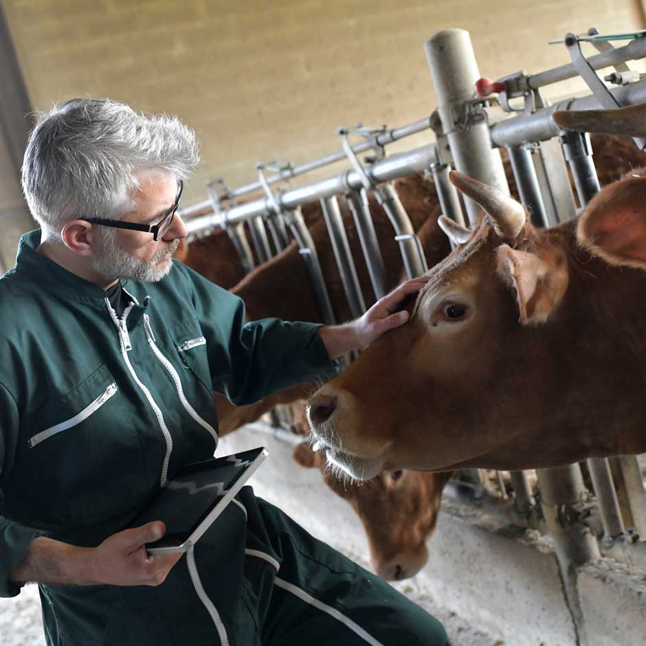 Animal Testing Cattle Sample