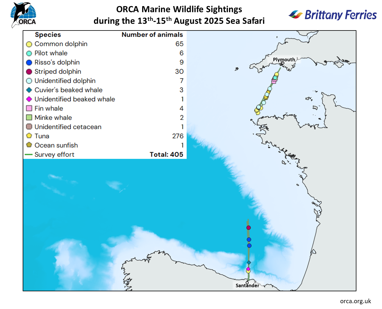 Intelsius Employees Complete Second Sea Safari of 2025 2 ORCA marine wildlife sightings Pont Aven Sea Safari 13th 15th August 2025