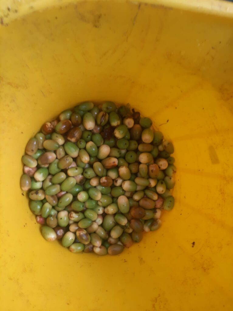 Seed Collection 6 19September2025